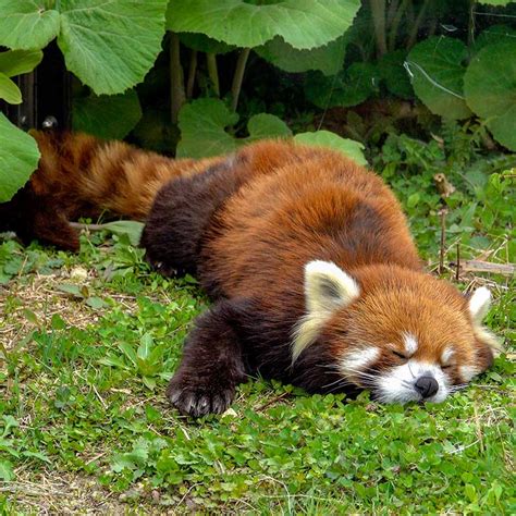A Lazy Red Panda Saturday Rredpandas