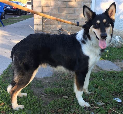 Dog For Adoption Berry A Border Collie And Australian Shepherd Mix In