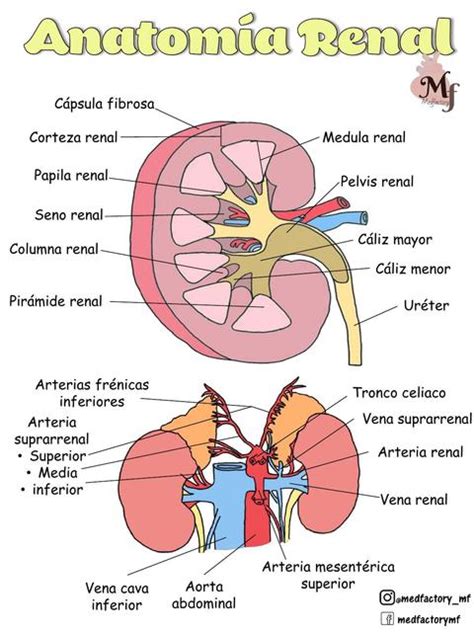 Anatomia Renal Res Menes De Medicina Apuntes De Medicina Udocz