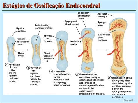 Tecido ósseo