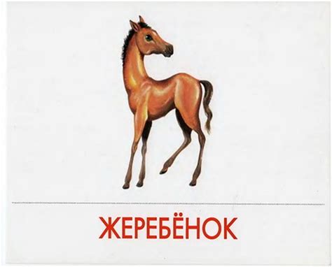 Домашние животные | ДЕТСТВО-ГИД
