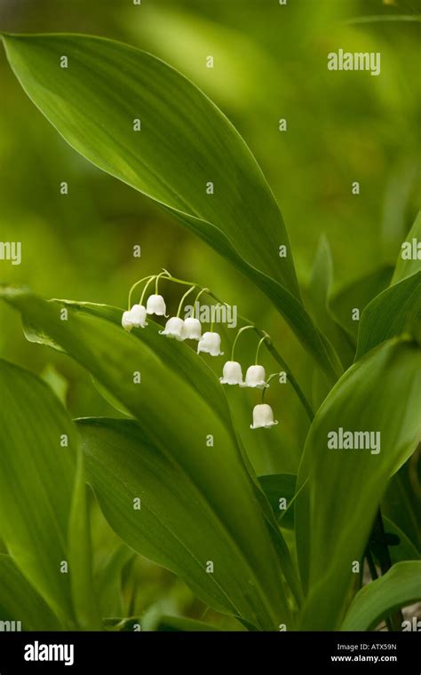Lily Of The Valley Convallaria Majalis In Flower Stock Photo Alamy