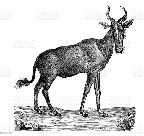 Antique Animal Illustration Antelope Stock Illustration Download