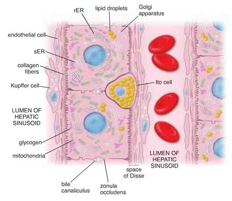 Blood drains from the sinusoids into central or centrilobular veins. Cell diagram illustrates a one-cell thick plate of ...