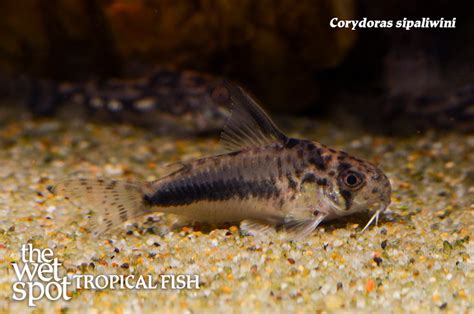 Wet Spot Tropical Fish Corydoras