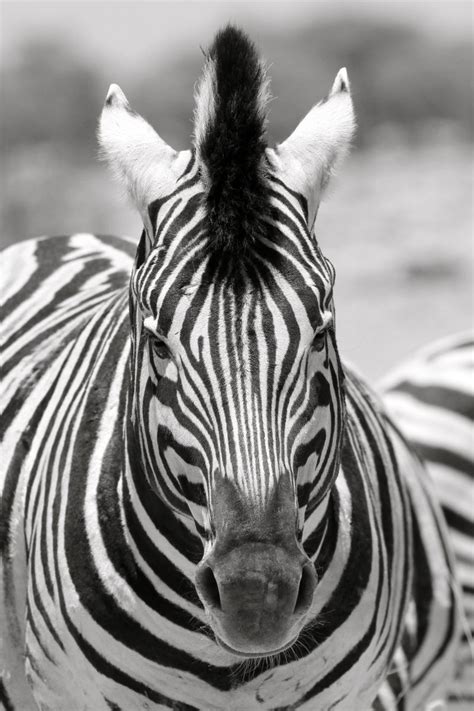 Zebra Posing For A Camera Zebras Poses Portrait Animals Photo