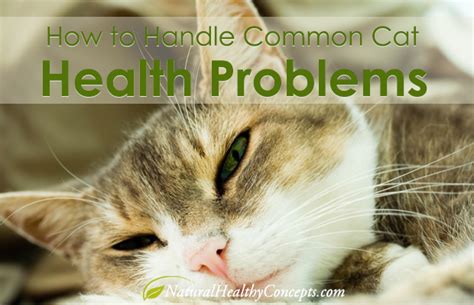 Common Cat Health Problems Symptoms And Treatment Healthy Concepts