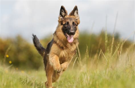 Top 10 German Dog Breeds Petguide