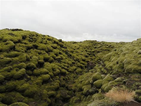 Eldhraun Moss Covered Lava Field Of Southern Iceland Julie Journeys