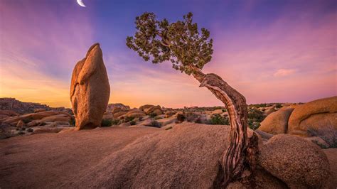 2560x1440 Joshua Tree National Park 1440p Resolution Hd 4k Wallpapers