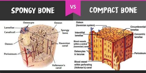 Compact Bone Diagram Easy Structure Of Compact Bone