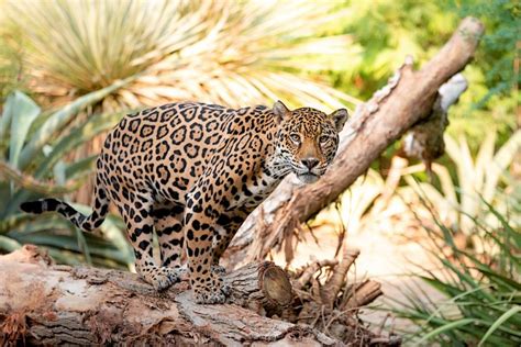 Jaguar The Living Desert