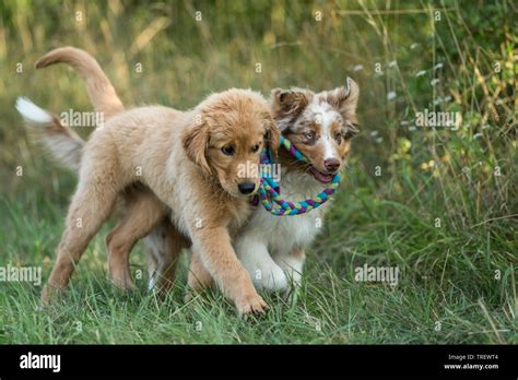 Australian Shepherd Puppy And Golden Retriever Puppy Playing With