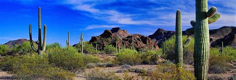 Desert Scene Saguaro Cacti Arizona