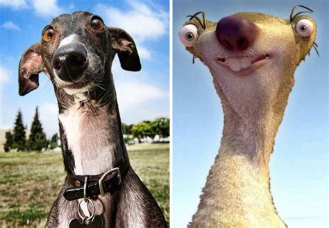 Animals That Look Like Other Things