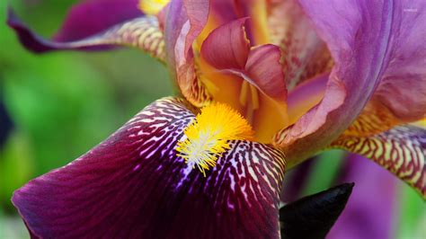Beautiful Iris Wallpaper Flower Wallpapers 44884