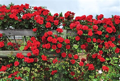 How To Grow Climbing Roses In A Small Space Garden Small Space