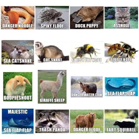 Pin By Heather Bougher On Random Funny Things Funny Animal Names