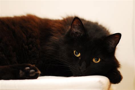 I am a full time photographer and i love it! "October: Black Cat Month" (via about.com) - CHECK OUT OUR ...