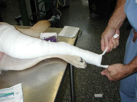 Bandaging And Splinting Injured Dogs Active Response Training