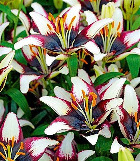 Maybe you would like to learn more about one of these? BALDUR-Garten Lilie 'Netty´s Pride',3 Knollen | Asiatische ...