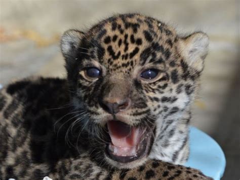 Too Cute Find Out How You Can Name The Living Deserts New Baby Jaguar