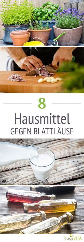 Was hilft gegen blattläuse im garten. Blattläuse-Hausmittel - welche sind wirksam? | Hausmittel ...