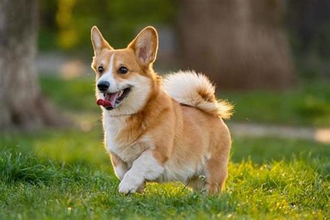 Dog Stock Photos Images And Backgrounds For Free Download