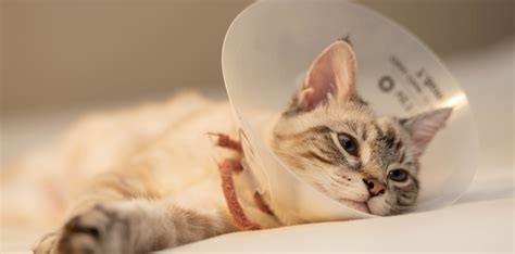 What Can I Give My Cat For Pain After Being Neutered Iniquitous