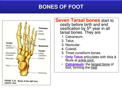Ppt Bones Of Lower Limb Powerpoint Presentation Free