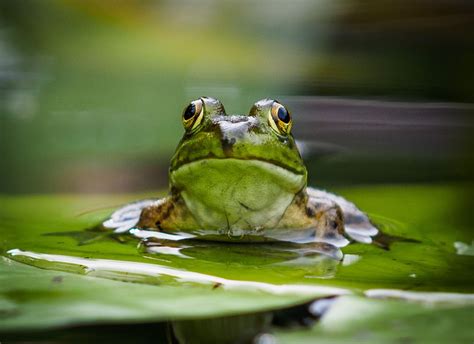 Frog On A Lily Pad Groen