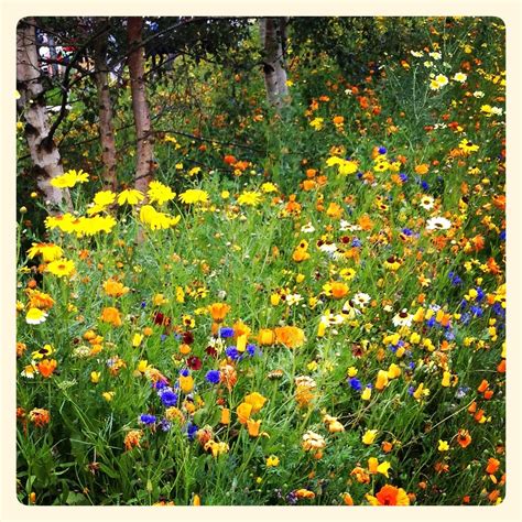 Wildflower Meadows Filled With Beautiful Herbs And Flowers Attracting