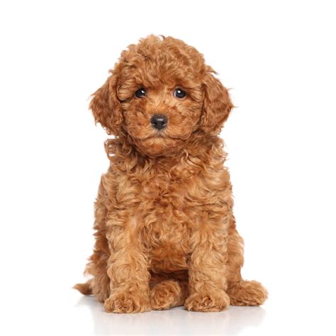 Red Poodle Puppies Red Miniature Poodle Puppies Pra Clear Crewe