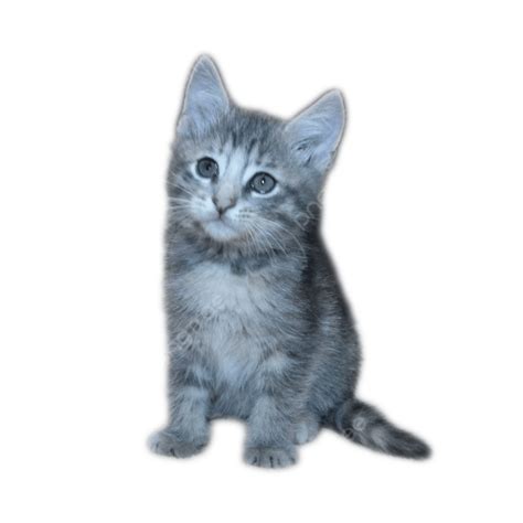 Kittens Png Picture Gray Kitten Kitten Cat Which Can Be Style Png