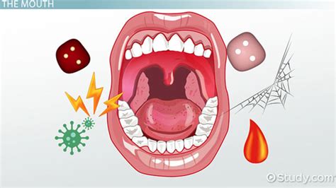 Diseases Of Oral Cavity Tissues Terminology Lesson