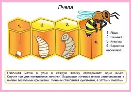 Жизненный цикл пчелы — скачать и распечатать. Животные — Насекомые и ...