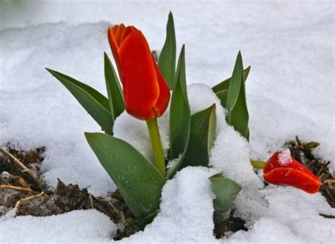 Tulips And Snow Flowers Pinterest Spring Signs And Snow