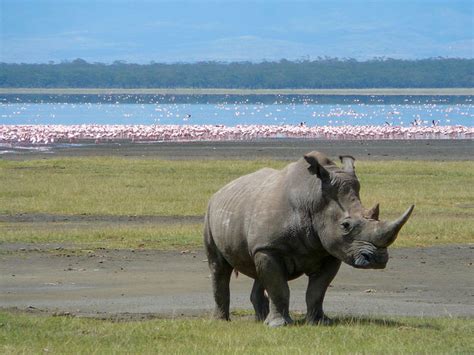 Kenya Safaris Kenya Tours Kenya Wildlife Safaris Visit Kenya