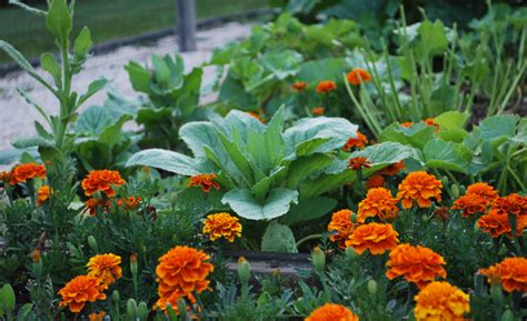Organic vegetable gardening for beginners. 8 Garden Flowers That Chase Away Vegetable-Eating Bugs ...