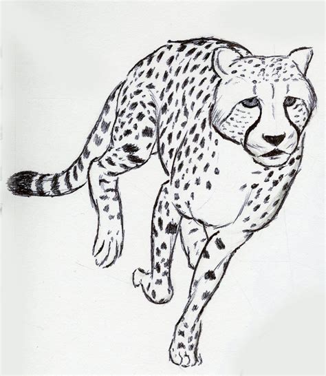 Pin On Animal Line Drawings