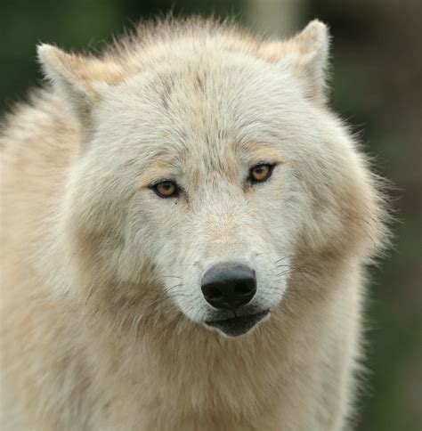 Canadian Timber Wolf Pairi Daiza 9k2a5088 Safi Kok Flickr