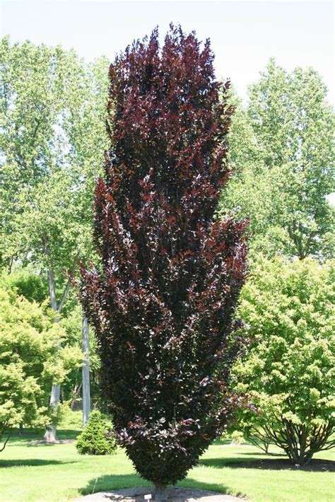 Fagus Sylvatica Red Obelisk Dawyck Purple Beech Smallgardenshrubs