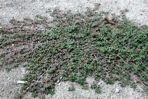 common weeds in the Galveston/Houston region