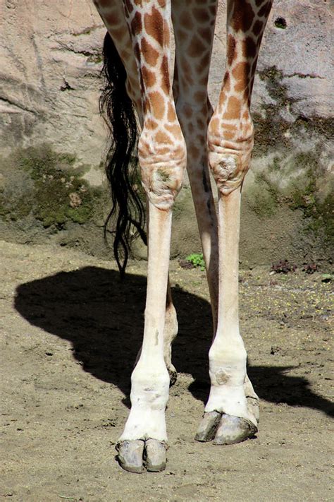 Giraffe Legs Photograph By April Stevenson Fine Art America