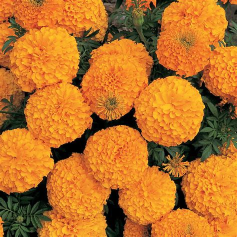 African Marigold Flower Garden Seeds Inca Ii Series F1 Orange 1000