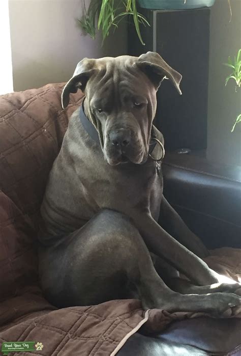 Stud Dog Beautiful Blue Brindle Male Cane Corso Breed Your Dog