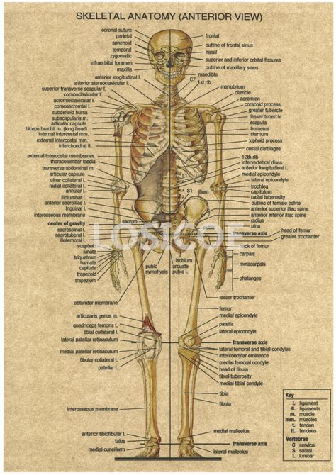 Anatomia Humana De Medicina Do Vintage Cartazes Kraft Papel Adesivo De