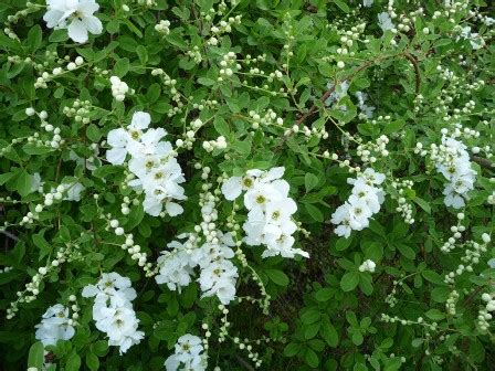 Maybe you would like to learn more about one of these? Gardenscapes By Joanna - Fabulous Flowering Shrubs