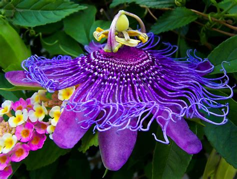 Purple Passion - Wisconsin Garden and Landscape Expo