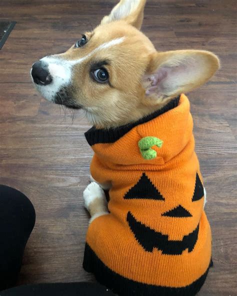 Corgi Dog Halloween Costumecorgi Dog Halloween Costumescorgi